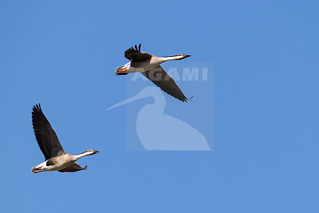 two Swan Goose (Anser cygnoides), found in Choibalsan in Dornod Aimag in Mongolia stock-image by Agami/Mathias Putze,