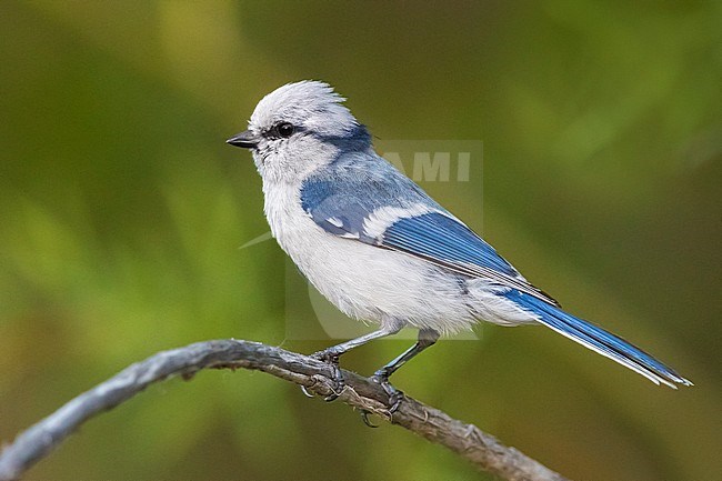 Azure Tit; Cyanistes cyanus tianschanicus stock-image by Agami/Daniele Occhiato,