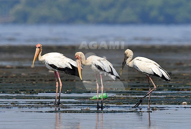 Two adult and one immature Milky Stork (Mycteria cinerea) standing on mudflats in Jakarta bay, on Java, Indonesia. stock-image by Agami/Laurens Steijn,