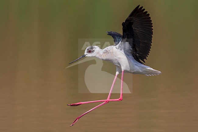 Cavaliere d'Italia; Black-winged Stilt; Himantopus himantopus stock-image by Agami/Daniele Occhiato,