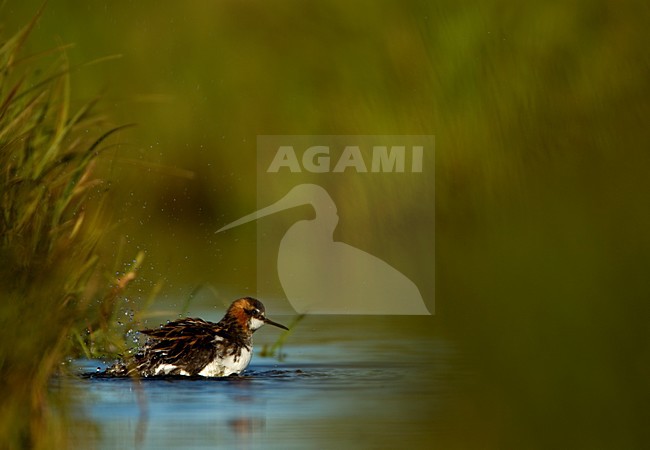 Vrouwtje Grauwe Franjepoot zwemmend; Female Red-necked Phalarope swimming stock-image by Agami/Danny Green,