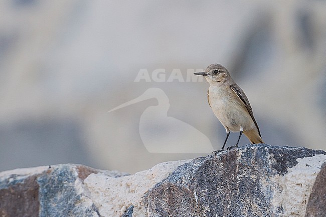Hooded Wheatear - Kappensteinschmätzer - Oenanthe monacha, Oman, adult female stock-image by Agami/Ralph Martin,