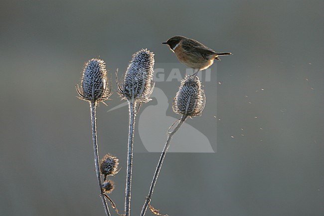 Mannetje Roodborsttapuit in zit; Male European Stonechat perched stock-image by Agami/Menno van Duijn,