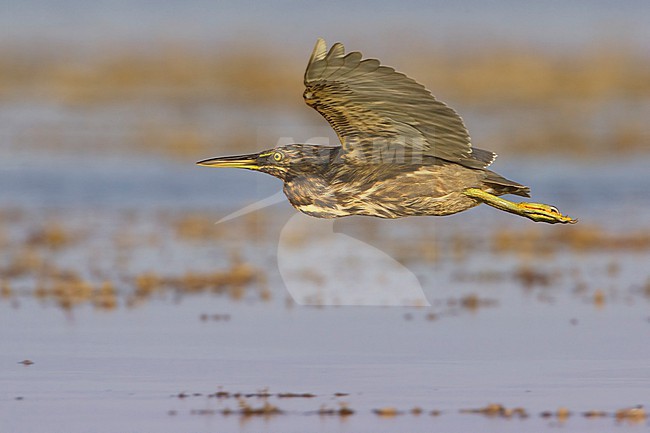 Little Heron (Butorides atricapilla brevipes), side view of a juvenile in flight, South Sinai Governorate, Egypt. stock-image by Agami/Saverio Gatto,