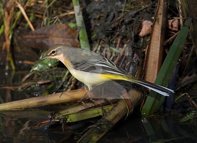 Grey Wagtail female perched; Grote Gele Kwikstaart vrouw zittend stock-image by Agami/Hans Gebuis,