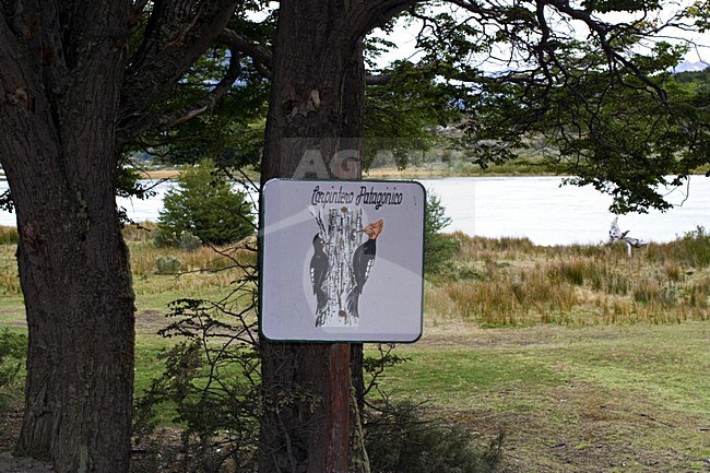 Bord Magelhaenspecht in Ushuaia; Sign Magellanic Woodpecker at Ushuaia stock-image by Agami/Marc Guyt,