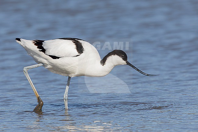 A Pied avocet is seen walking in shallow water from the side against a blue background of a freshwater pond in Spaarndam, The Netherlands. stock-image by Agami/Jacob Garvelink,