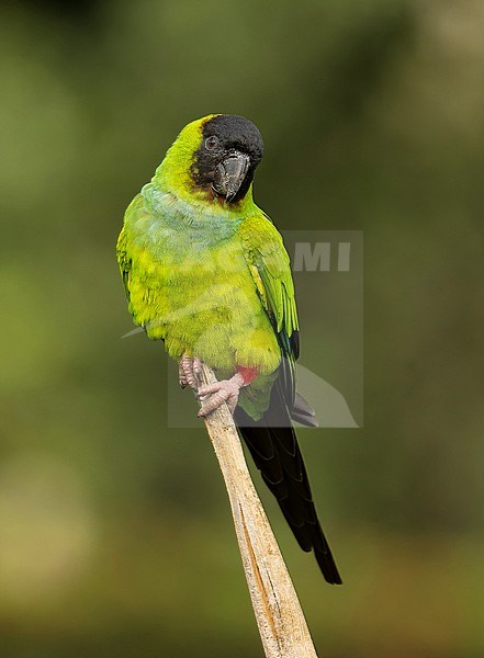 Nanday Parakeet (Aratinga nenday) perched on top of a branch in the Pantanal, Brazil, South-America. stock-image by Agami/Steve Sánchez,