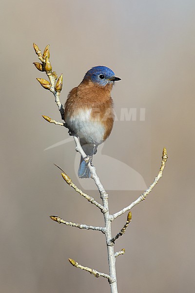 Adult male
Bernalillo Co., NM
November 2014 stock-image by Agami/Brian E Small,