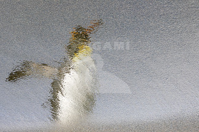 Artistic image of the reflection in the sand beach of a King Penguin (Aptenodytes patagonicus patagonicus) in Salisbury Plain, South Georgia. stock-image by Agami/Rafael Armada,