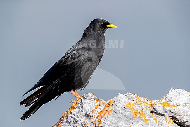 Alpine Chough (Pyrrhocorax graculus), side view of an adult standing on a rock, Trentino-Alto Adige, Italy stock-image by Agami/Saverio Gatto,