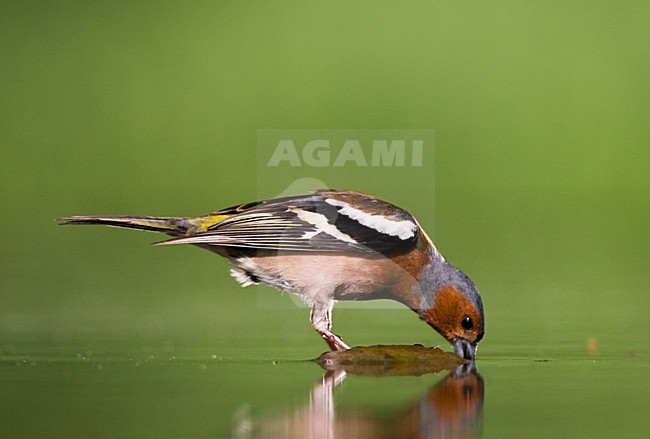 Mannetje Vink drinkend bij drinkplaats; Male Common Chaffinch drinking at drinking site stock-image by Agami/Marc Guyt,