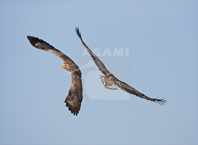 Zeearend onvolwassen en volwassen in vlucht; White-tailed Eagle immature and adult in flight stock-image by Agami/Marc Guyt,