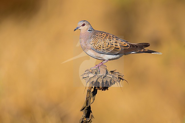 Adult Eurasian Turtle Dove, Streptopelia turtur, in Italy. stock-image by Agami/Daniele Occhiato,