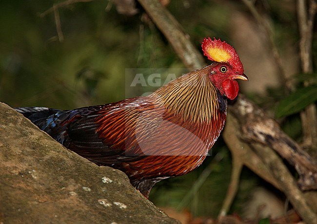 Sri Lanka Junglefowl (Gallus lafayetii) male in the forest stock-image by Agami/Andy & Gill Swash ,