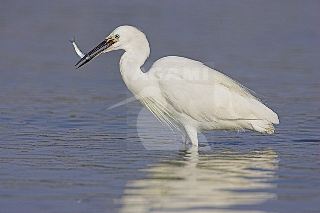 Foeragerende Kleine Zilverreiger; Foraging Little Egret stock-image by Agami/Menno van Duijn,