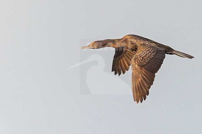 Little Black Cormorant (Phalacrocorax sulcirostris) in flight  Papua New Guinea stock-image by Agami/Dubi Shapiro,