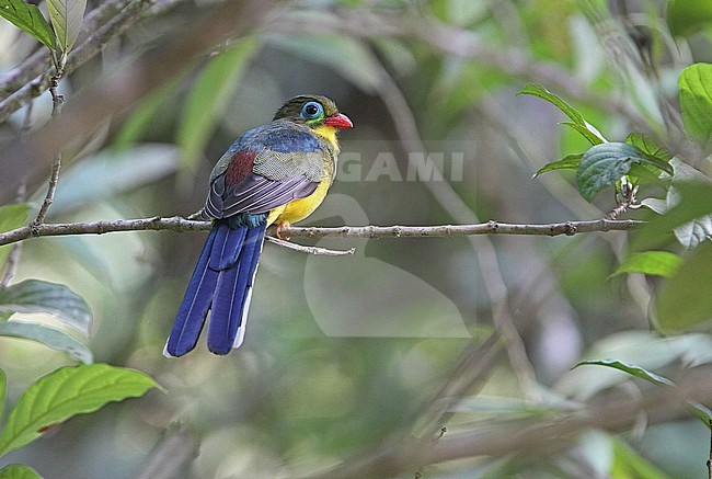 Sumatran Trogon, Apalharpactes mackloti, on Sumatra in Indonesia. stock-image by Agami/James Eaton,