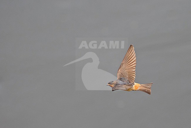 Red-throated Cliff Swallow (Petrochelidon rufigula) in Angola. stock-image by Agami/Pete Morris,