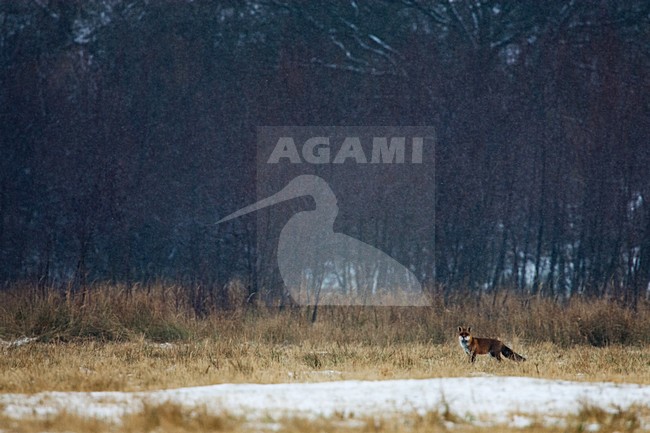 Vos in het landschap; Red Fox in the landscape stock-image by Agami/Menno van Duijn,