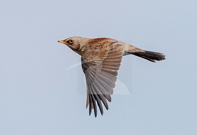 Wintering Fieldfare (Turdus pilaris) in the Netherlands. Flynig in the sky. stock-image by Agami/Marc Guyt,