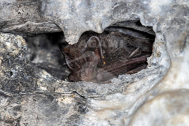 Western Barbastelle (Barbastella barbastellus) hibernated in tunnel in Herbeumont, Luxembourg, Belgium. stock-image by Agami/Vincent Legrand,