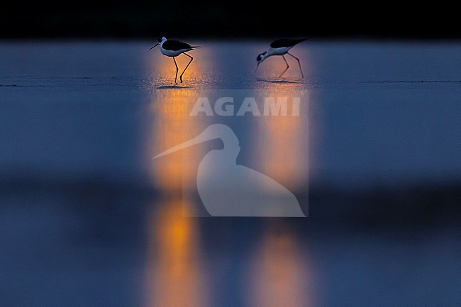 Black-winged Stilt (Himantopus himantopus) in Italy. stock-image by Agami/Daniele Occhiato,