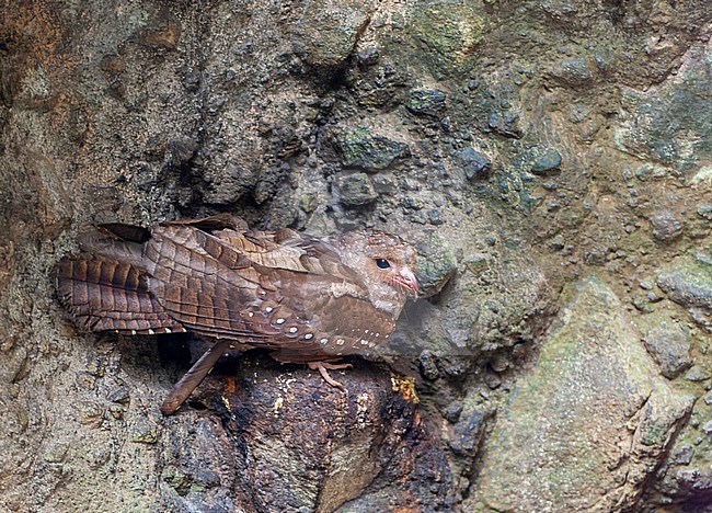 Oilbird (Steatornis caripensis) at a daytime roost in Ecuador. Locally known as the guácharo. stock-image by Agami/Marc Guyt,
