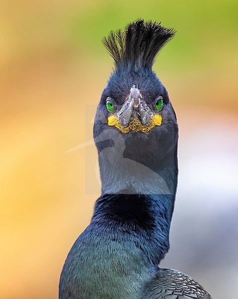 Shag (Phalacrocorax aristotelis) in Norway. stock-image by Agami/Daniele Occhiato,
