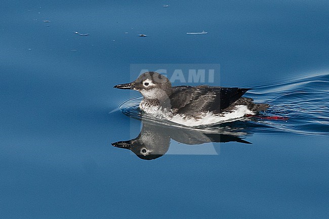 Spectacled Guillemot in non-breeding plumage, swimming in a port in Hokkaido, Japan. stock-image by Agami/Stuart Price,