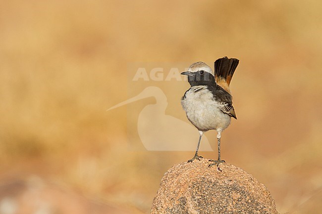 Red-rumped Wheatear - Fahlbürzel-Steinschmätzer - Oenanthe moesta, Morocco, adult male stock-image by Agami/Ralph Martin,
