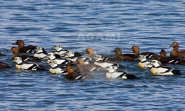 Stellers Eider, Steller's Eider, Polysticta stelleri stock-image by Agami/Daniele Occhiato,