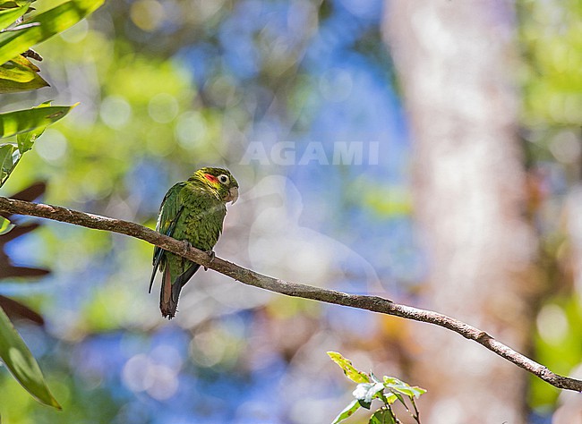 Sulphur-winged Parakeet (Pyrrhura hoffmanni) in Costa Rica. stock-image by Agami/Pete Morris,