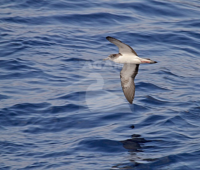 Streaked Shearwater (Calonectris leucomelas) in flight over the sea surface in the Pacific Ocean off Japan. stock-image by Agami/Pete Morris,