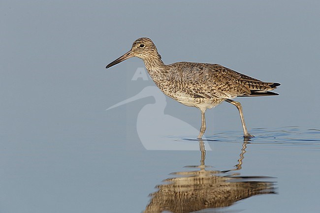 Adult breeding
Galveston Co., TX
April 2014 stock-image by Agami/Brian E Small,