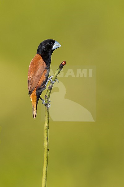 Grand Munia (Lonchura grandis) Perched on a branch in Papua New Guinea stock-image by Agami/Dubi Shapiro,