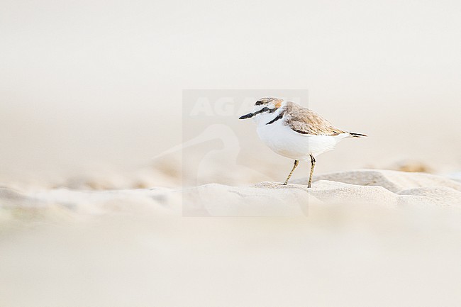Strandplevier, Kentish Plover, Charadrius alexandrinus adult male on sand beach on north sea coast stock-image by Agami/Menno van Duijn,