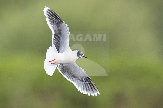  stock-image by Agami/Menno van Duijn,
