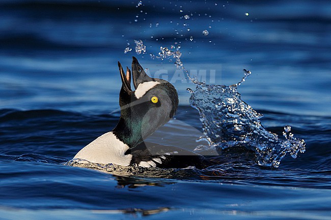 Barrow's Goldeneye (Bucephala islandica), adult male displaying in the water, Northeastern Region, Iceland stock-image by Agami/Saverio Gatto,