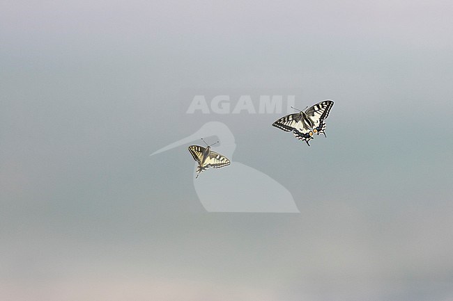 Old-world Swallowtail (Papilio machaon), Russia (Buryatia), imago’s in flight. stock-image by Agami/Ralph Martin,