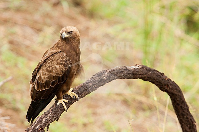 Wahlbergs Arend zittend in boom, Wahlberg's Eagle perched in tree stock-image by Agami/Wil Leurs,