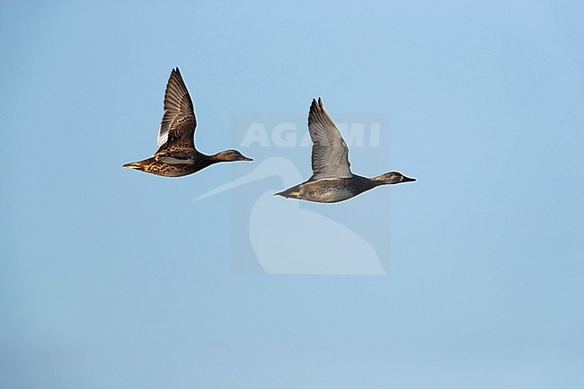 Flying adult male and female Gadwall (Mareca strepera) against the blue sky stock-image by Agami/Mathias Putze,