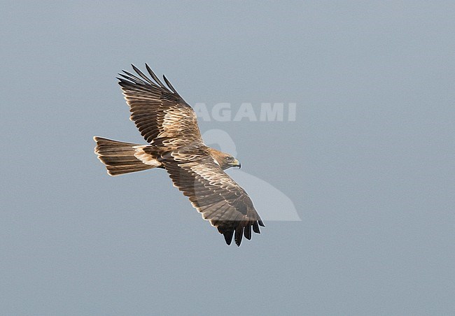 Booted Eagle (Hieraaetus pennatus) in flight, view. above Spain stock-image by Agami/Markku Rantala,
