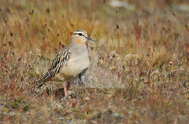 Tawny-throated Dotterel (Oreopholus ruficollis) in Patagonia stock-image by Agami/Eduard Sangster,