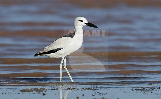 Crab Plover (Dromas ardeola) standing still along the beach at Khawr Jirama in Oman. Tropical wader with unique shaped bill. stock-image by Agami/Aurélien Audevard,