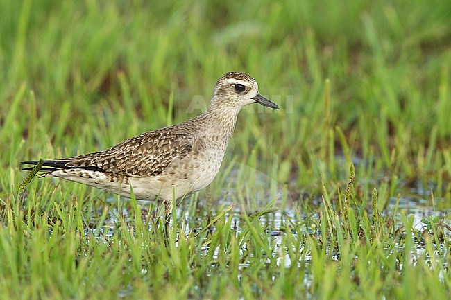 Adult American Golden Plover (Pluvialis dominica) in nonbreeding plumage standing in wetland area at Galveston County, Texas, United States. April 2016. stock-image by Agami/Brian E Small,