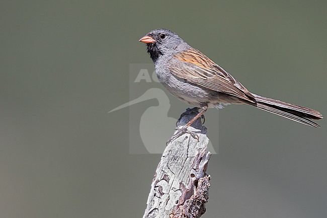 Black-chinned Sparrow (Spizella atrogularis) in North-America. stock-image by Agami/Dubi Shapiro,