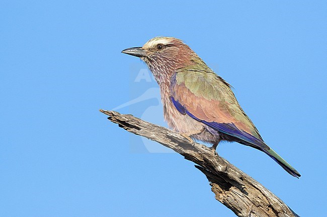 Purple Roller (Coracias naevius), adult perched on a dead brach, Mpumalanga, South Africa stock-image by Agami/Saverio Gatto,