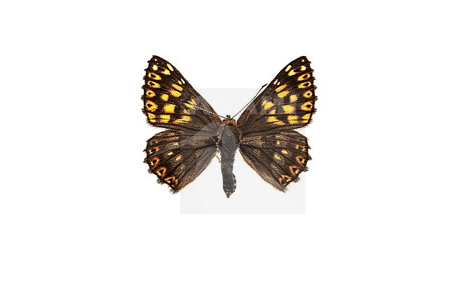 Duke of Burgundy Fritillary, Sleutelbloemvlinder, Hamearis lucina stock-image by Agami/Wil Leurs,