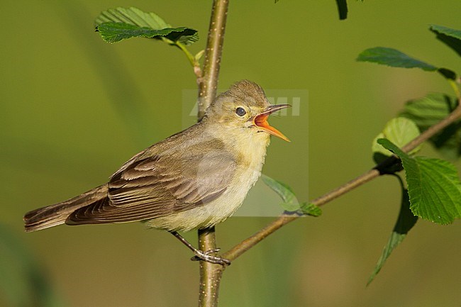 Spotvogel, Icterine Warbler, Hippolais icterina stock-image by Agami/Ralph Martin,